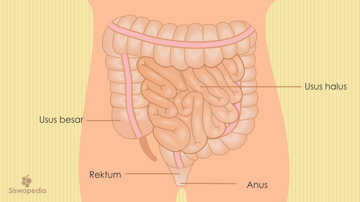 Detail Gambar Usus Besar Dan Keterangannya Nomer 10