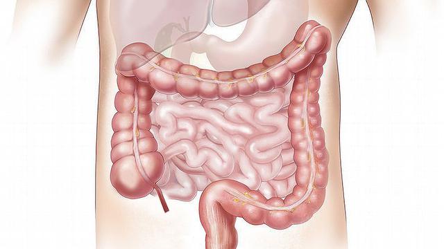 Gambar Usus Besar Dan Usus Halus - KibrisPDR