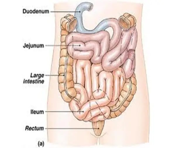 Detail Gambar Usus Besar Dan Usus Halus Nomer 11