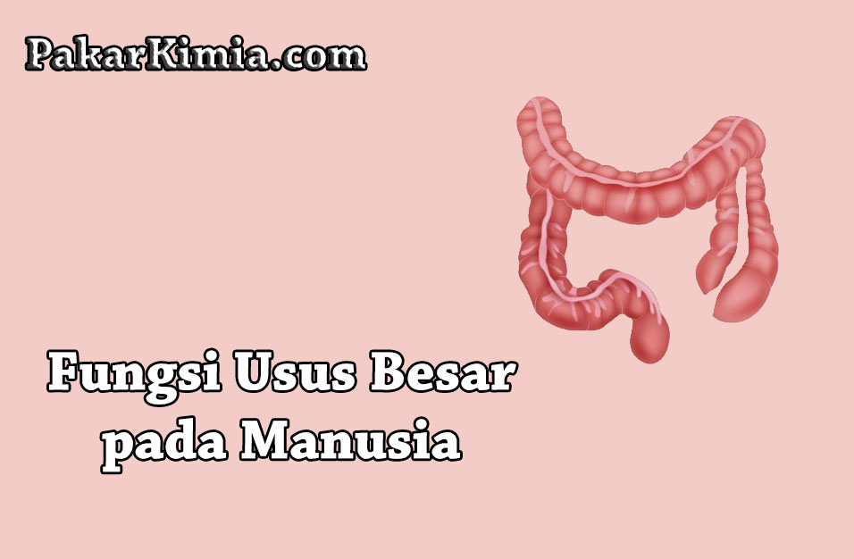 Detail Gambar Usus Besar Dan Usus Halus Nomer 37