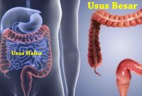 Detail Gambar Usus Besar Dan Usus Halus Nomer 50