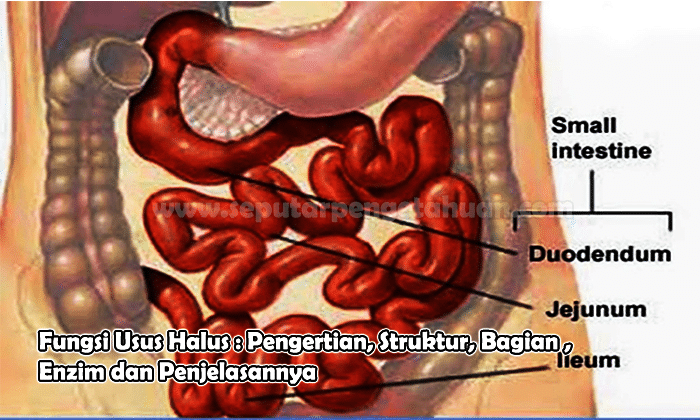 Detail Gambar Usus Besar Dan Usus Halus Nomer 51