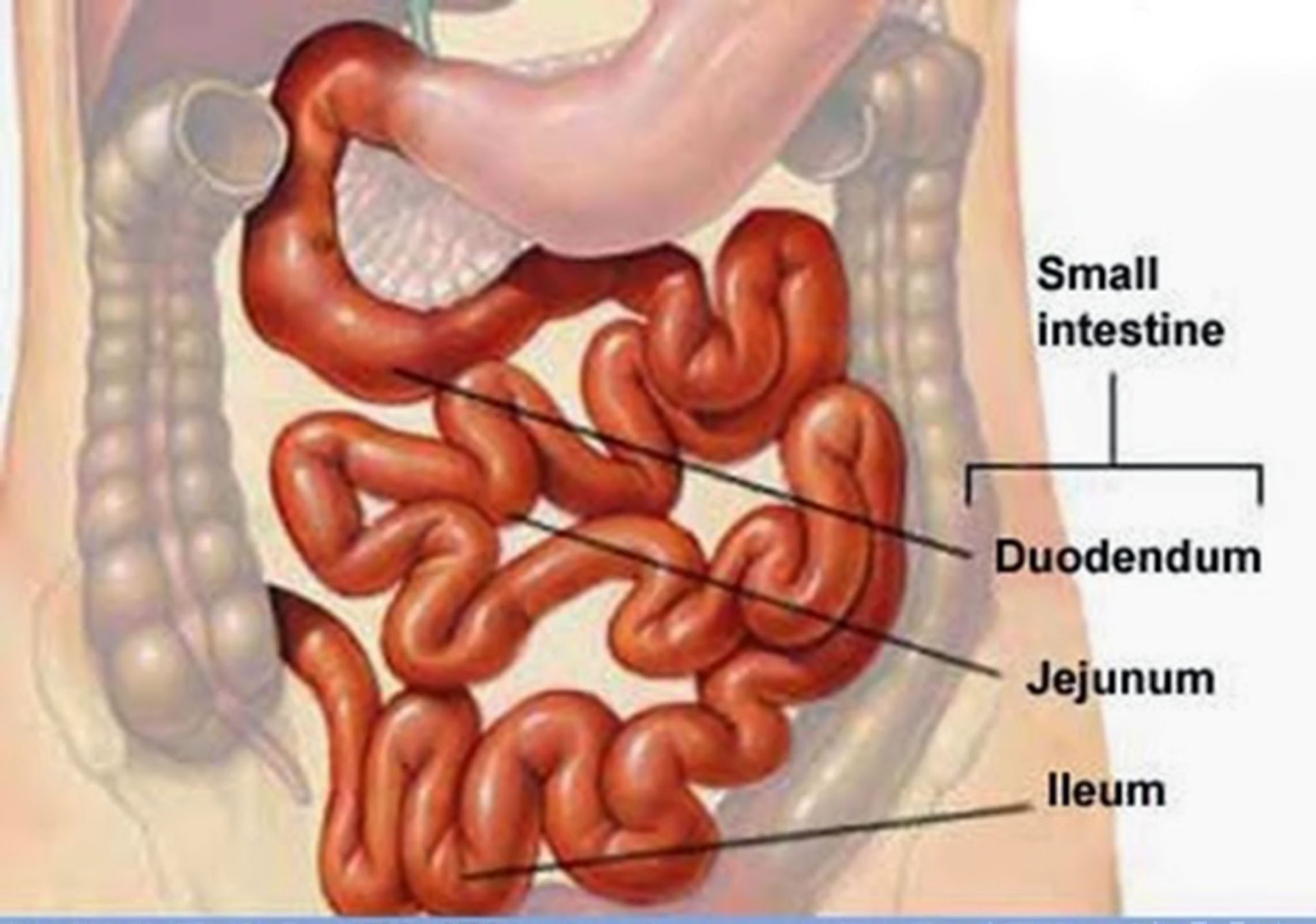 Detail Gambar Usus Besar Dan Usus Halus Nomer 8