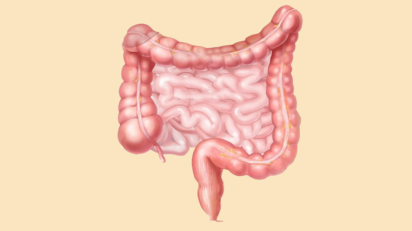 Detail Gambar Usus Besar Tanpa Keterangan Nomer 3