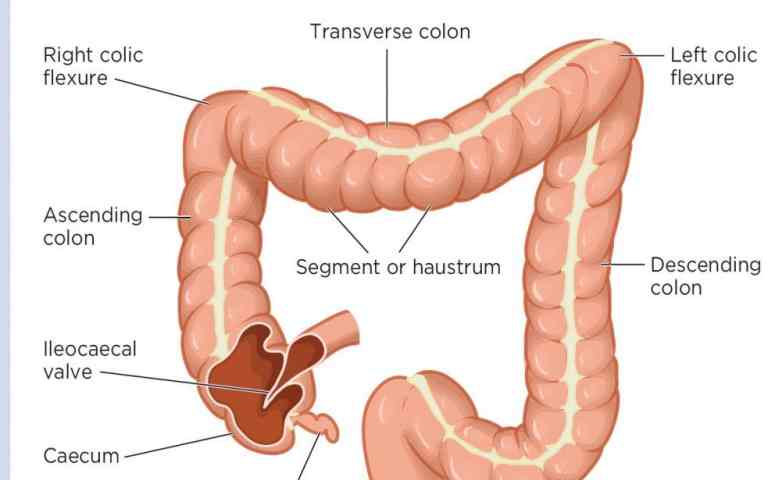 Detail Gambar Usus Besar Tanpa Keterangan Nomer 21