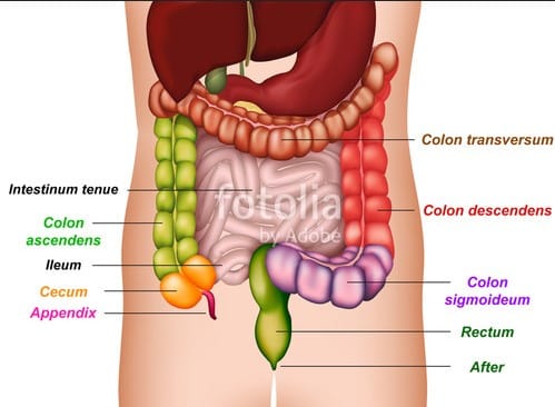 Detail Gambar Usus Besar Tanpa Keterangan Nomer 31