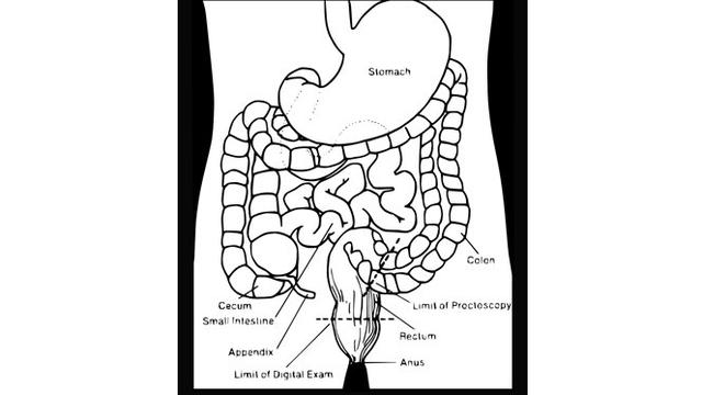 Detail Gambar Usus Besar Tanpa Keterangan Nomer 43