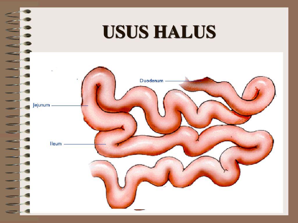 Detail Gambar Usus Halus Animasi Nomer 2