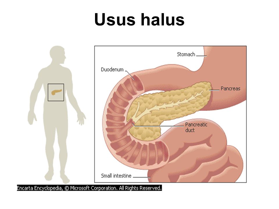 Detail Gambar Usus Halus Animasi Nomer 25