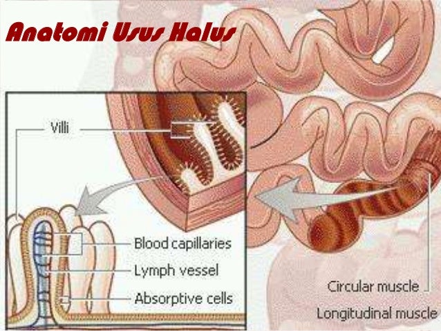 Detail Gambar Usus Halus Animasi Nomer 32