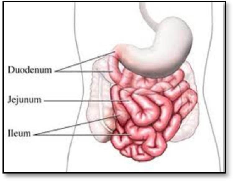 Detail Gambar Usus Halus Animasi Nomer 40