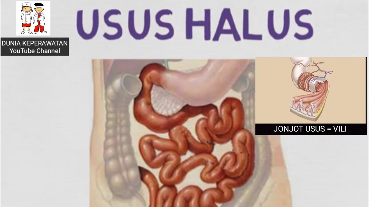 Detail Gambar Usus Halus Animasi Nomer 44