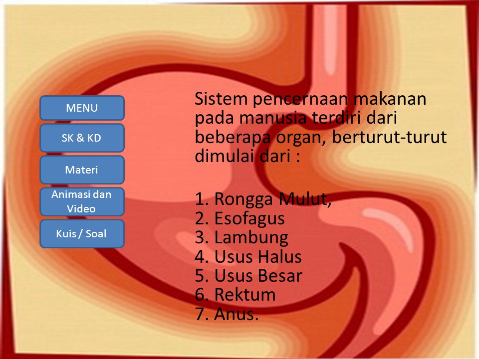 Detail Gambar Usus Halus Animasi Nomer 48