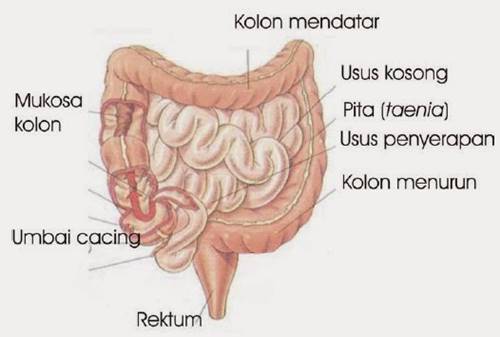 Detail Gambar Usus Halus Dan Keterangannya Nomer 21