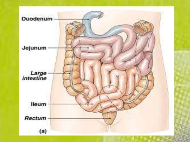Detail Gambar Usus Halus Dan Keterangannya Nomer 22