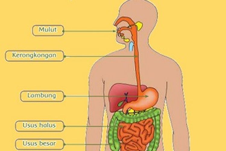 Detail Gambar Usus Halus Dan Keterangannya Nomer 39