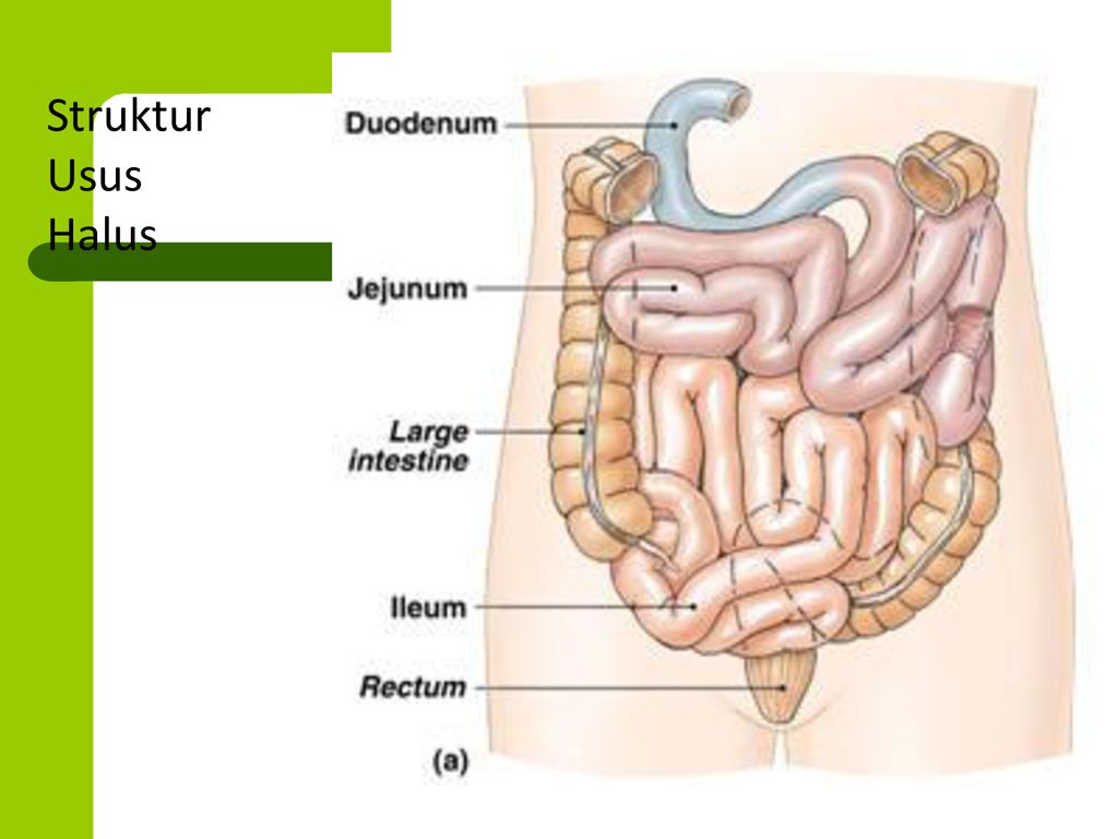 Detail Gambar Usus Halus Dan Keterangannya Nomer 47