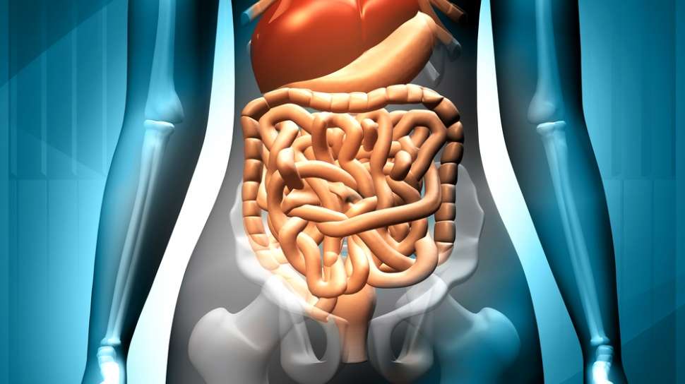 Detail Gambar Usus Halus Dan Keterangannya Nomer 49