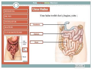 Detail Gambar Usus Halus Dan Keterangannya Nomer 50