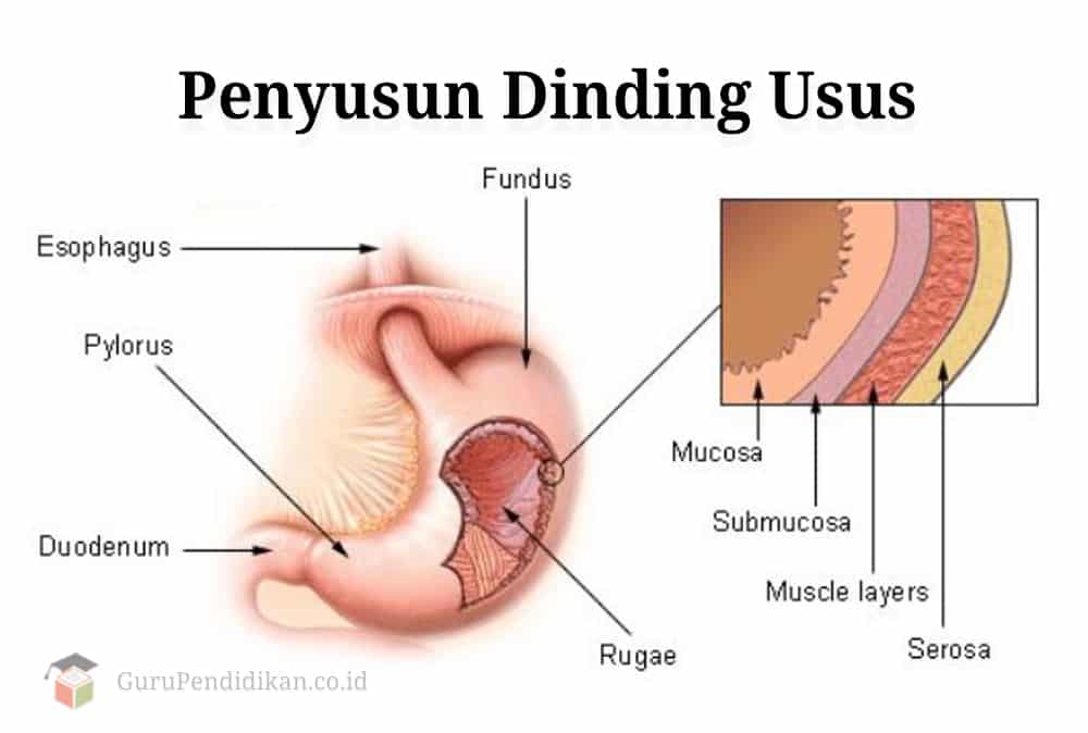 Detail Gambar Usus Halus Dan Keterangannya Nomer 53