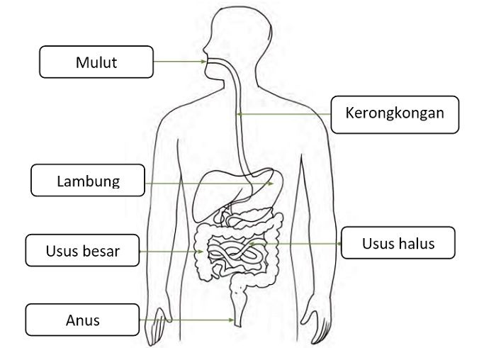 Detail Gambar Usus Halus Dan Usus Besar Nomer 16