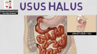 Detail Gambar Usus Halus Dan Usus Besar Nomer 7