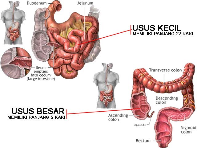 Detail Gambar Usus Halus Dan Usus Besar Nomer 30