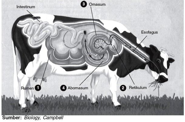 Detail Gambar Usus Halus Pd Sapi Nomer 28