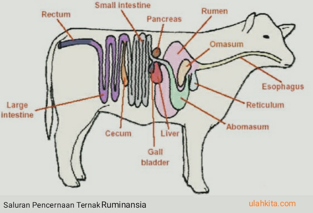 Detail Gambar Usus Halus Pd Sapi Nomer 54