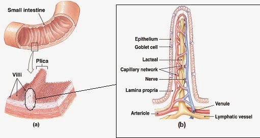 Detail Gambar Usus Halus Tanpa Warna Nomer 36