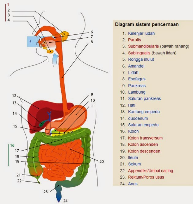 Detail Gambar Usus Halus Tanpa Warna Nomer 43