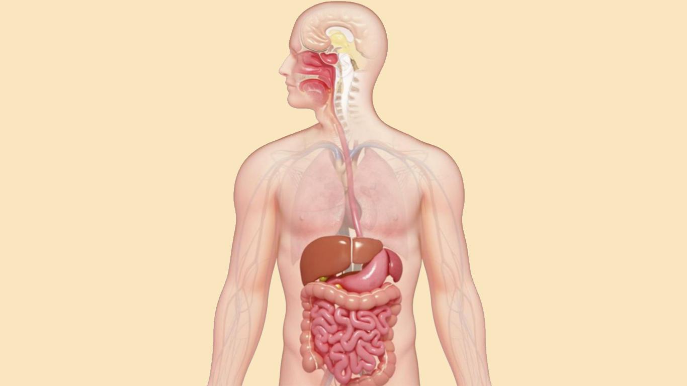 Detail Gambar Usus Halus Tanpa Warna Nomer 51