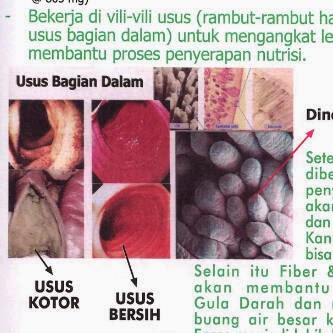 Detail Gambar Usus Kotor Dan Bersih Nomer 8