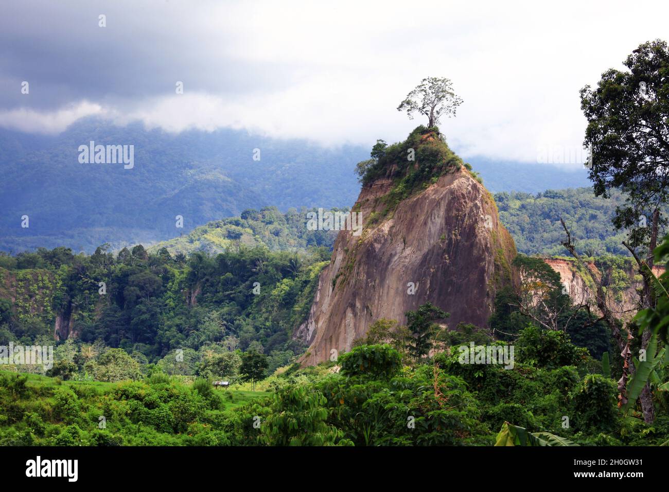 Detail Gambar Vecktor Icon Rimba Dan Gunung Nomer 19