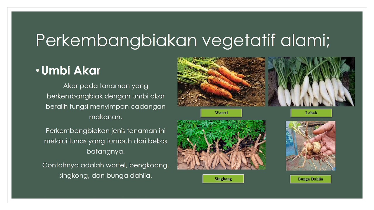 Detail Gambar Vegetatif Alami Nomer 31