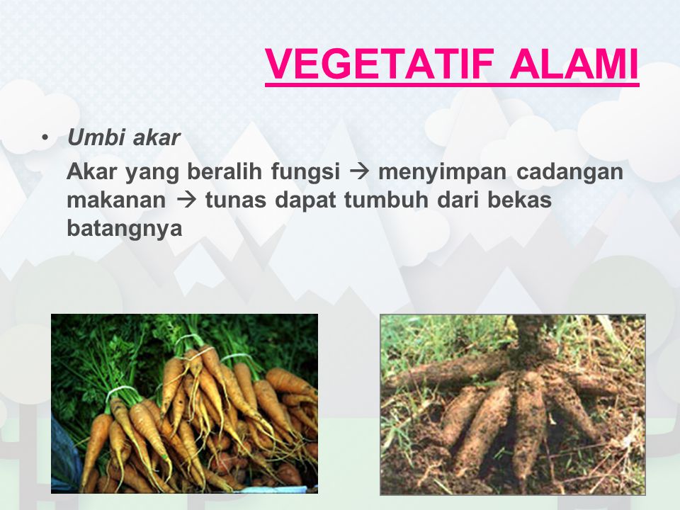 Detail Gambar Vegetatif Alami Nomer 34