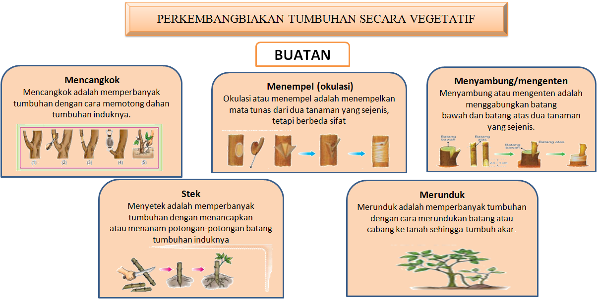 Detail Gambar Vegetatif Buatan Nomer 26