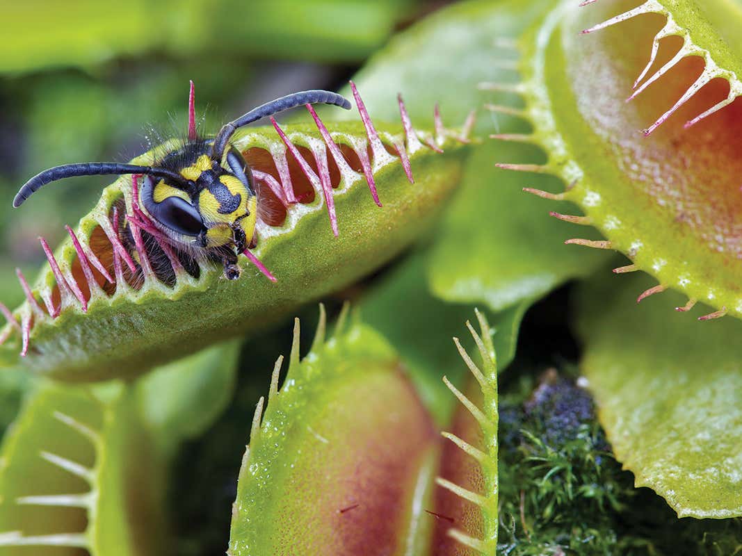 Gambar Venus Flytrap - KibrisPDR