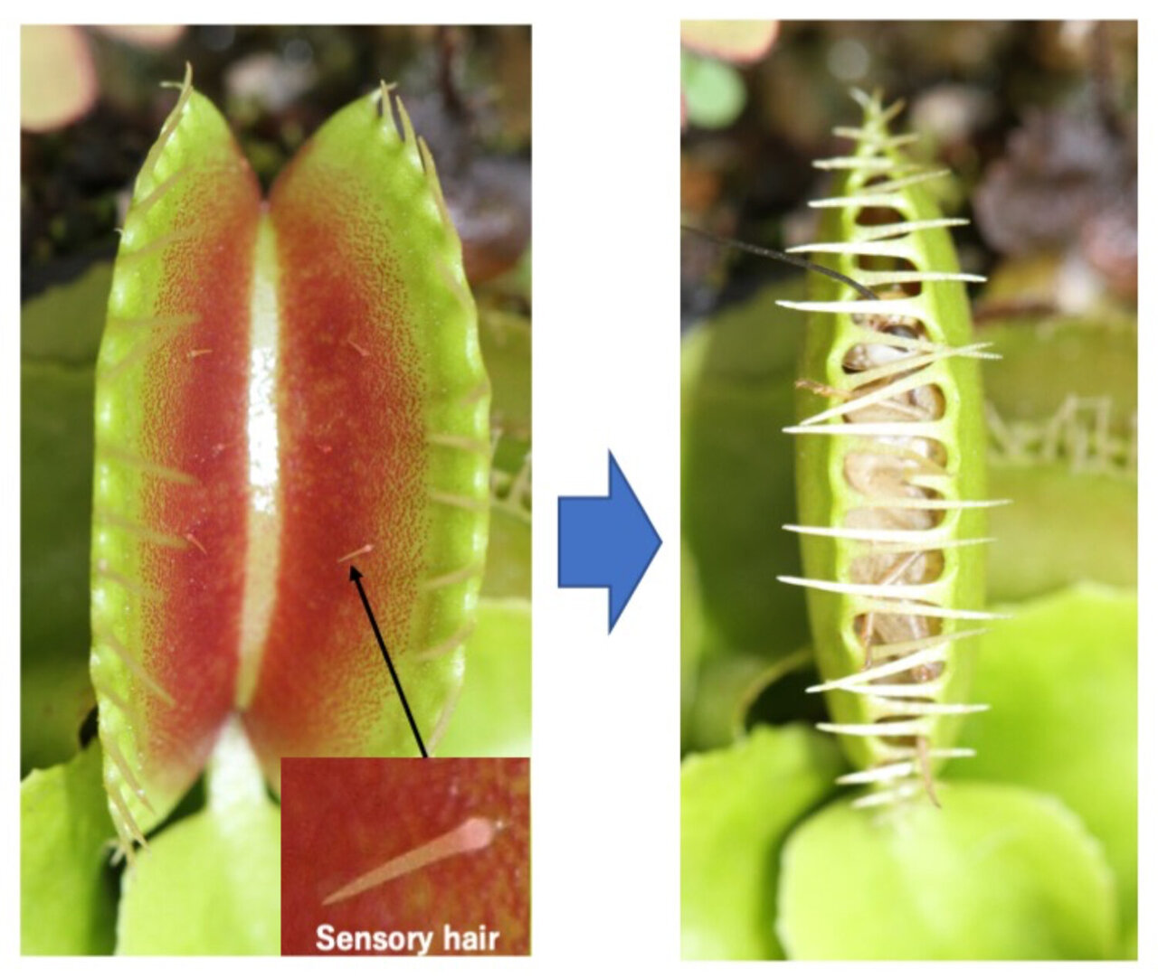 Detail Gambar Venus Flytrap Nomer 14