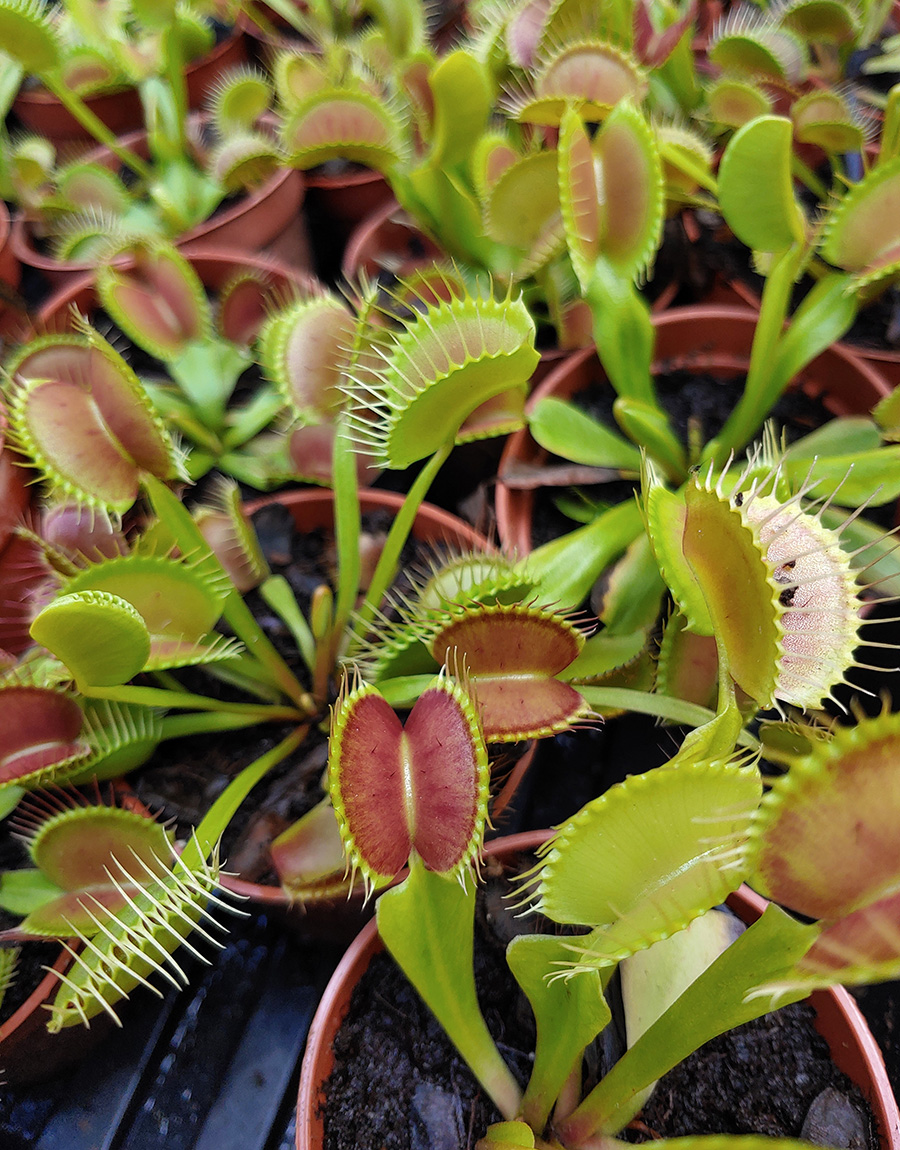 Detail Gambar Venus Flytrap Nomer 15