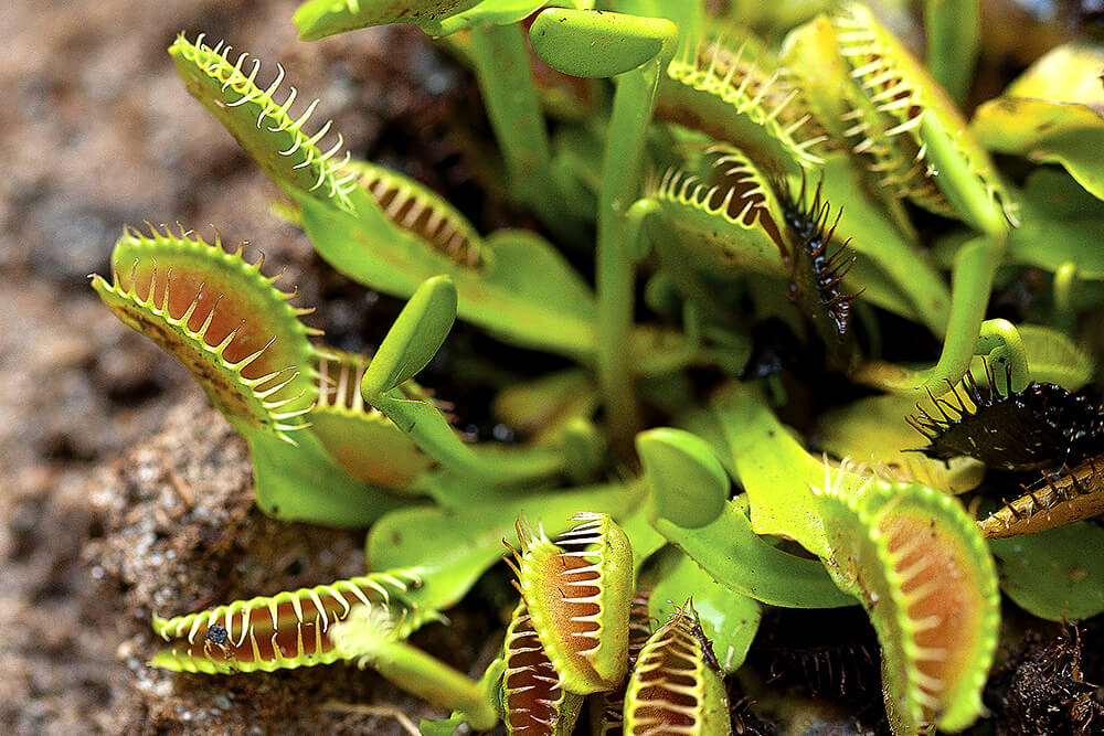 Detail Gambar Venus Flytrap Nomer 18