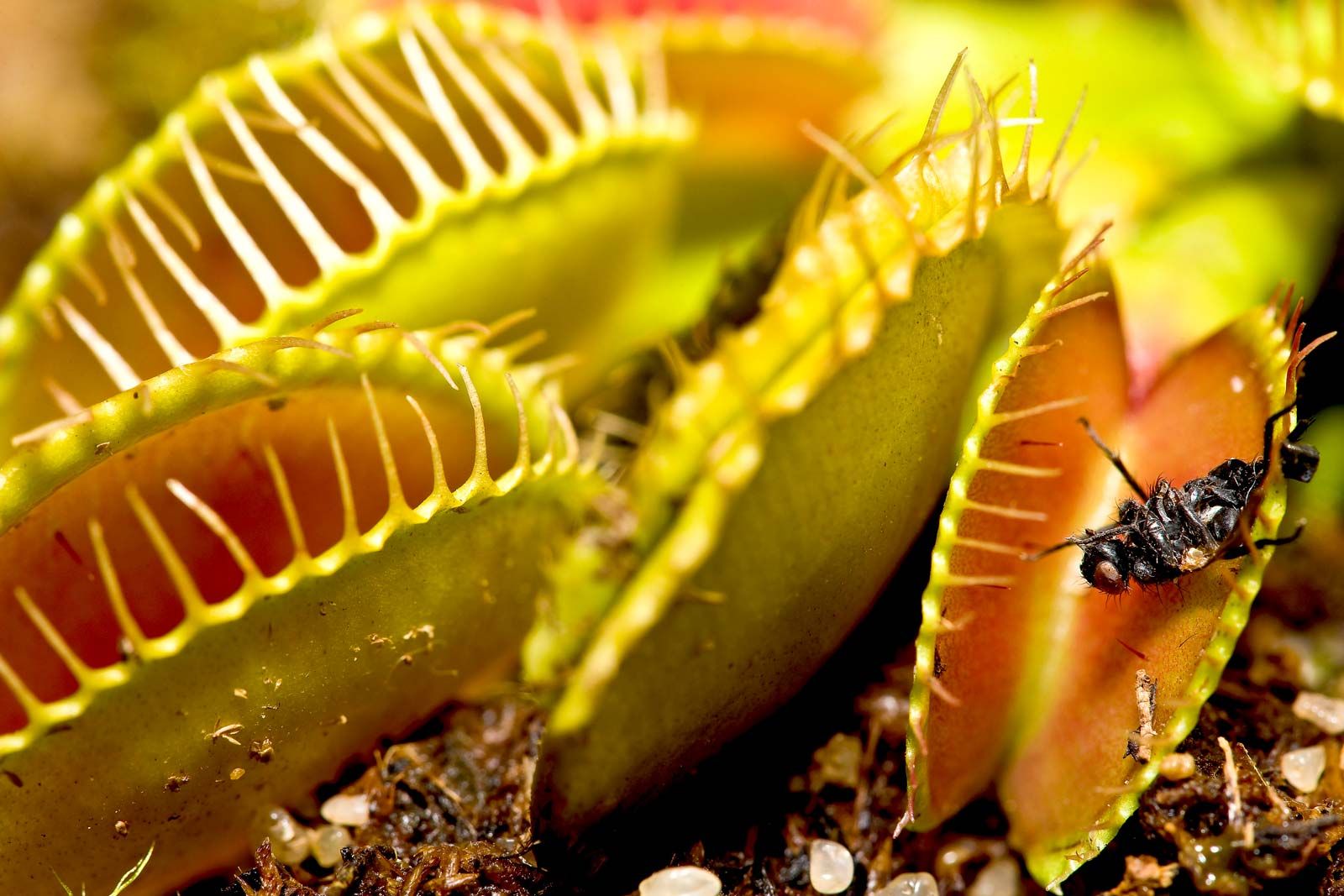 Detail Gambar Venus Flytrap Nomer 3