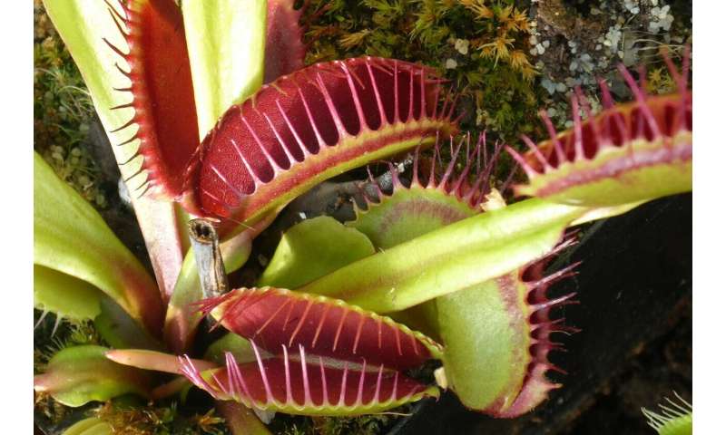 Detail Gambar Venus Flytrap Nomer 21