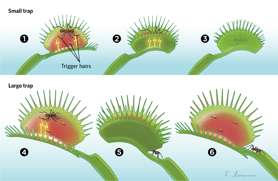 Detail Gambar Venus Flytrap Nomer 23