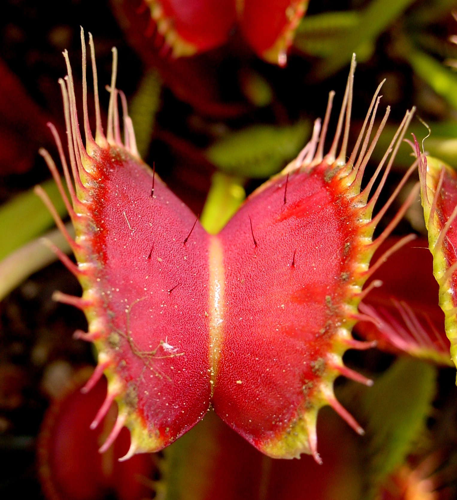 Detail Gambar Venus Flytrap Nomer 24