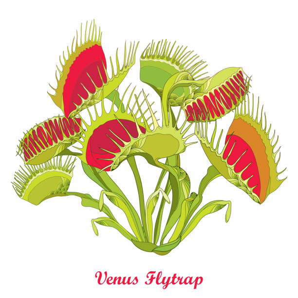Detail Gambar Venus Flytrap Nomer 25