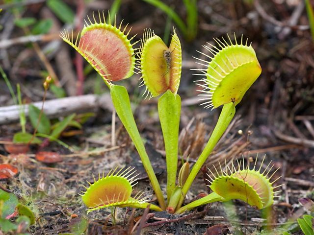 Detail Gambar Venus Flytrap Nomer 26