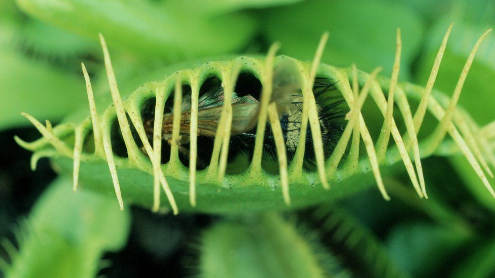 Detail Gambar Venus Flytrap Nomer 27