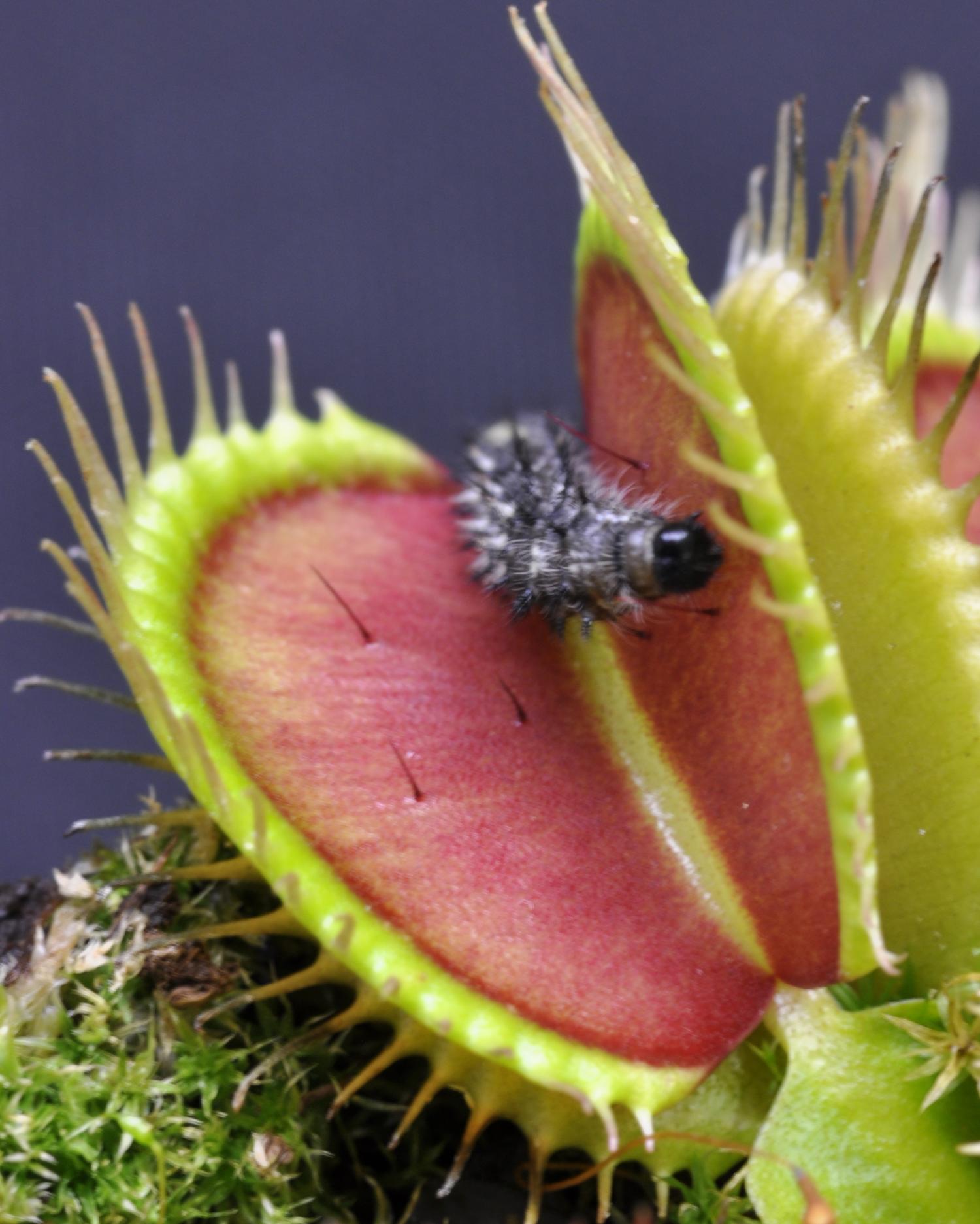 Detail Gambar Venus Flytrap Nomer 28