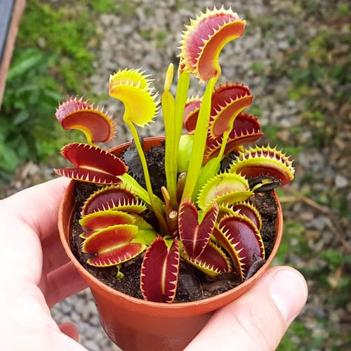 Detail Gambar Venus Flytrap Nomer 4